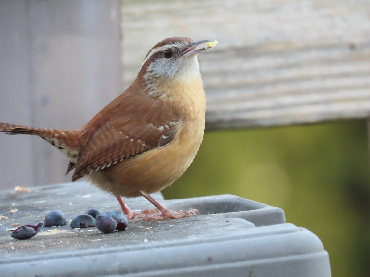 Carolina Wren - ML647541045