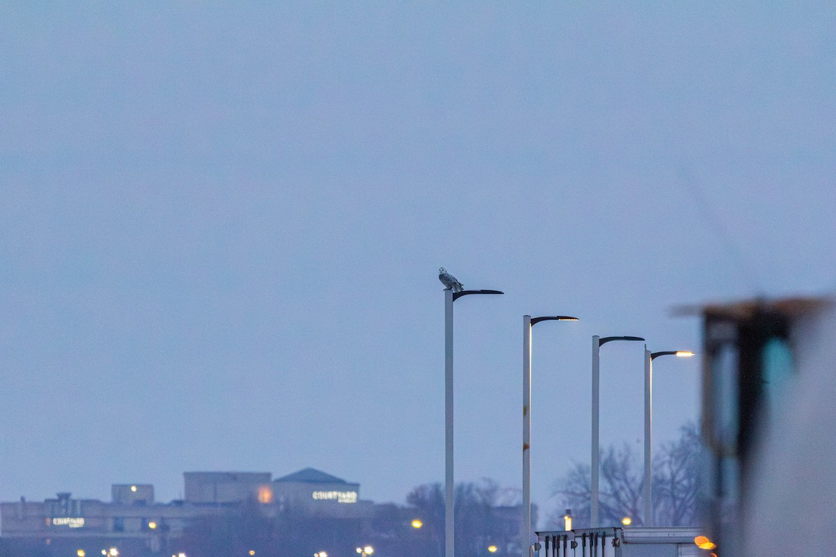 Snowy Owl - ML647541059