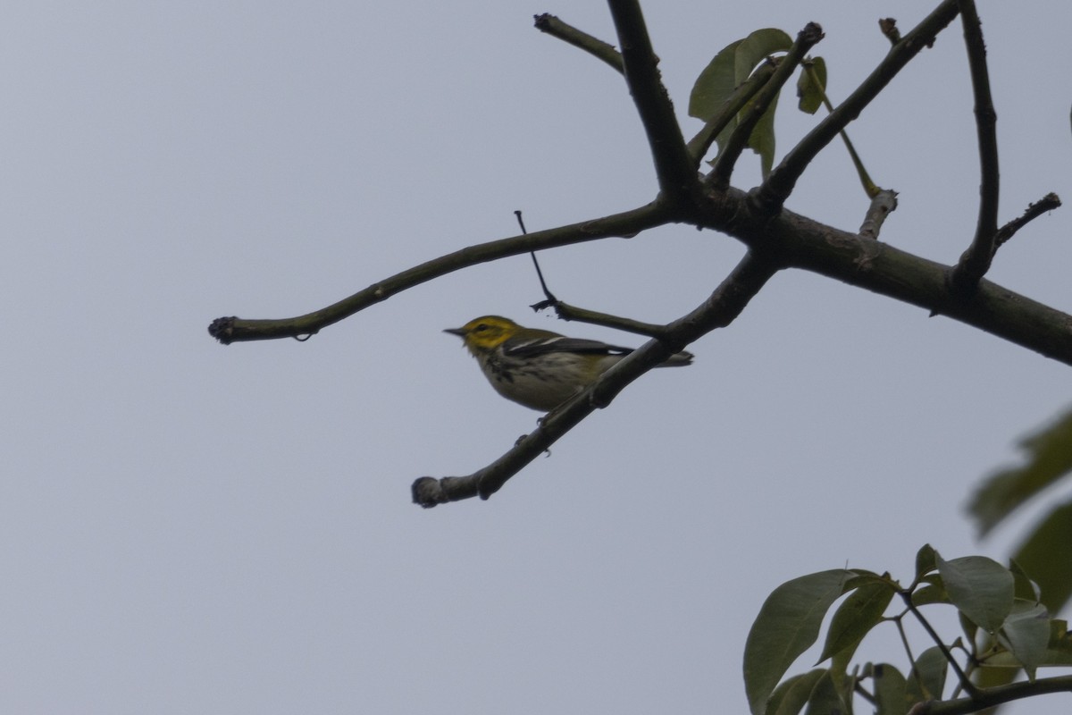 Paruline à gorge noire - ML647541064