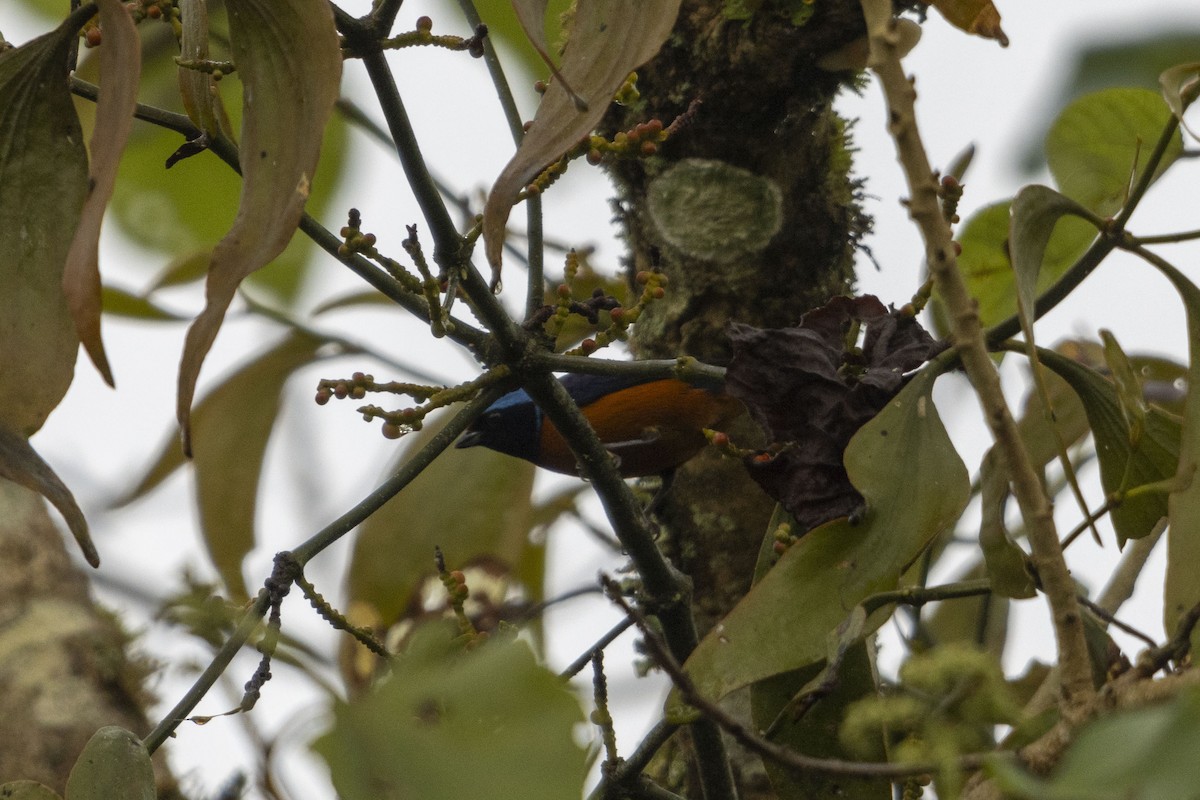 Organiste à capuchon - ML647541067