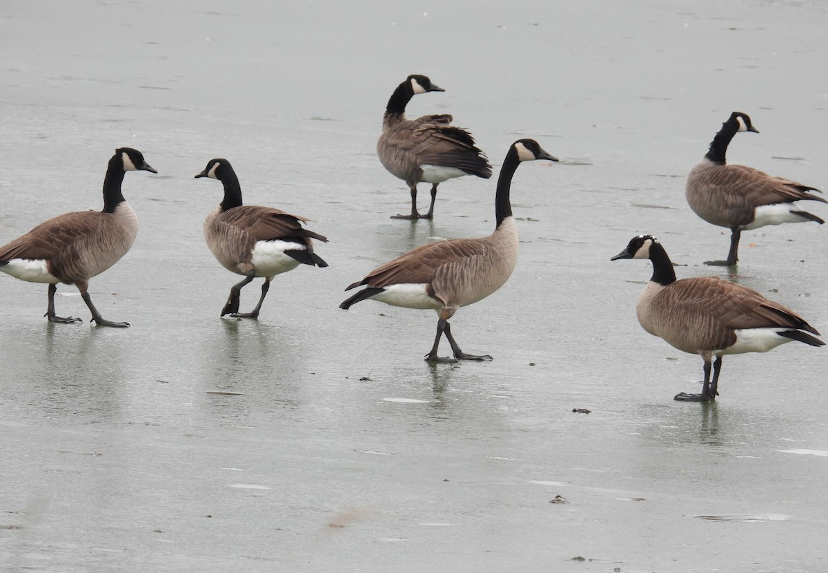 Branta kanadar handia - ML647541069