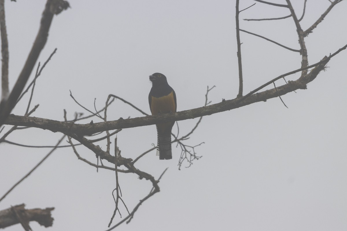 Trogon pattu - ML647541074