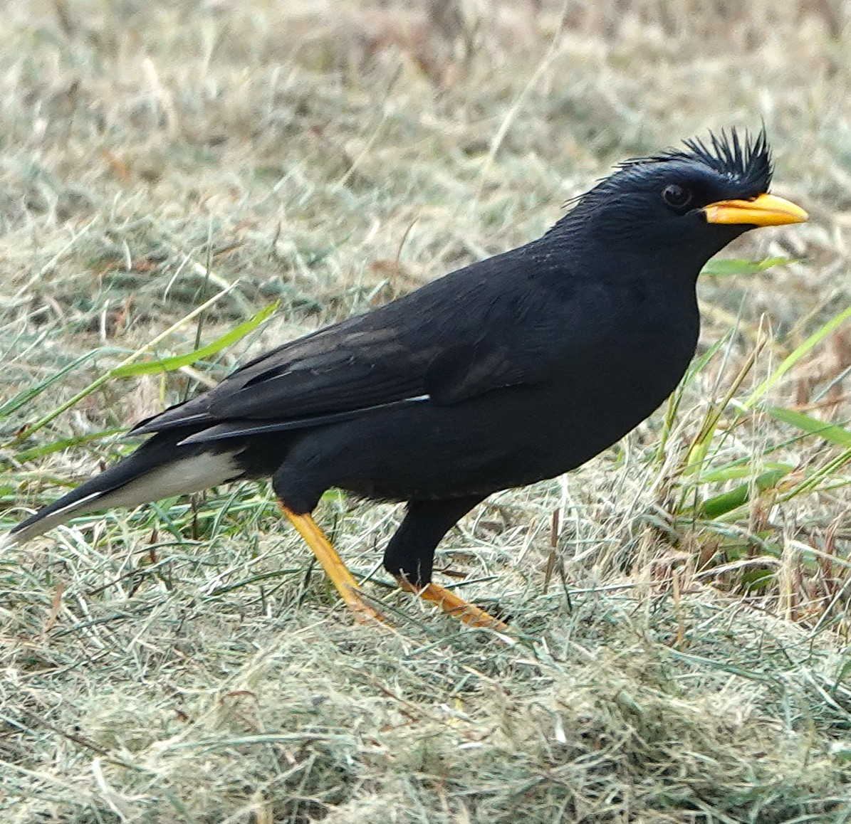 Great Myna - ML647541075