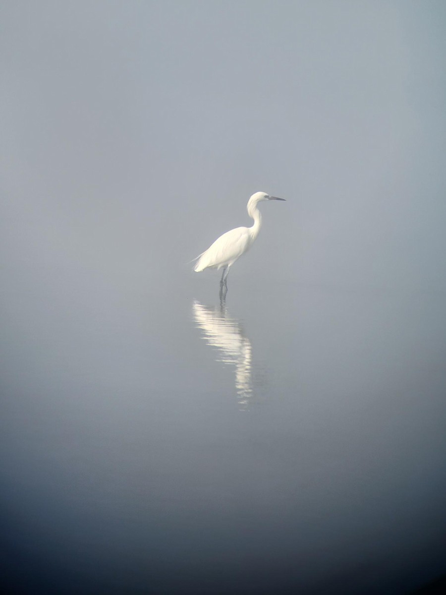 Reddish Egret - ML647541077