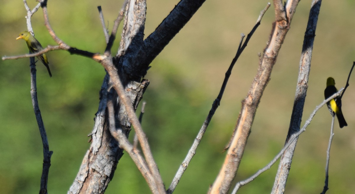 Western Tanager - ML647541079