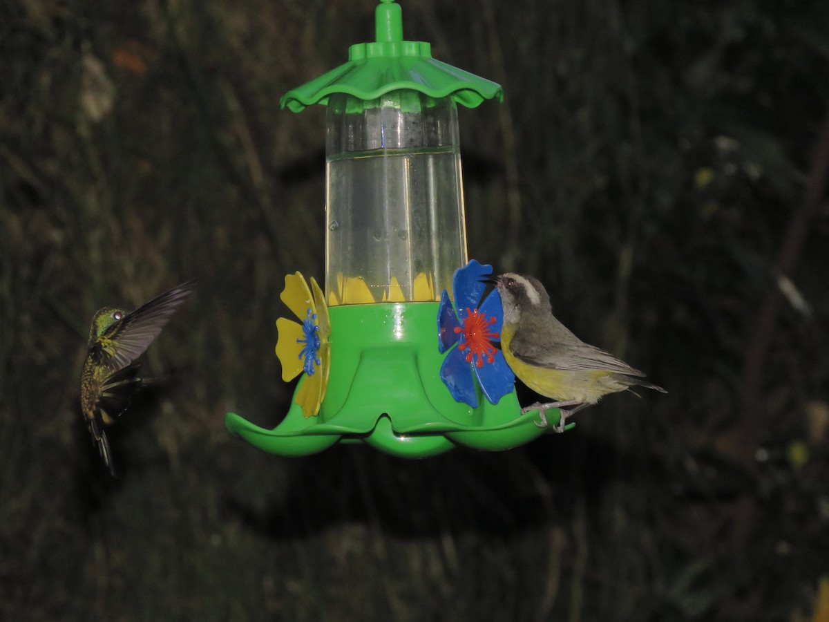 Bananaquit - ML647541081