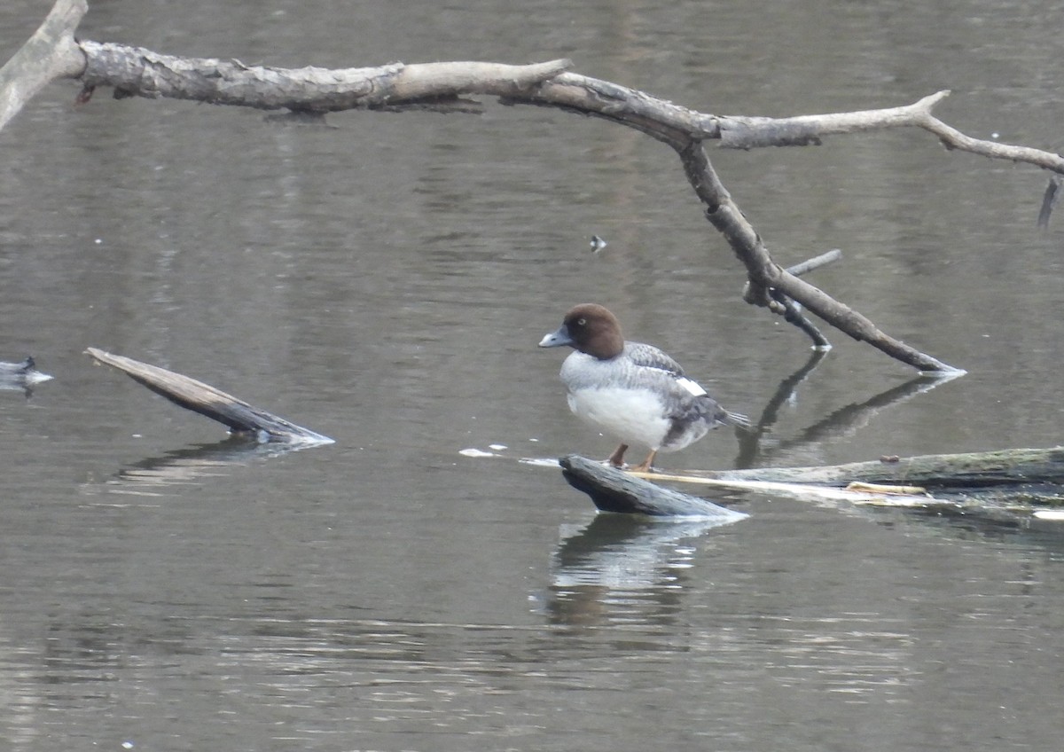 Murgilari urrebegia - ML647541082