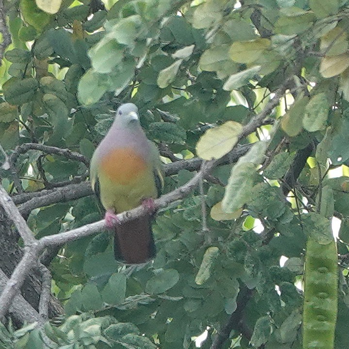 Pink-necked Green-Pigeon - ML647541083