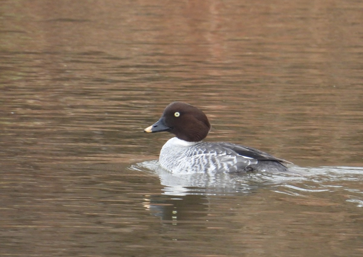 Murgilari urrebegia - ML647541085