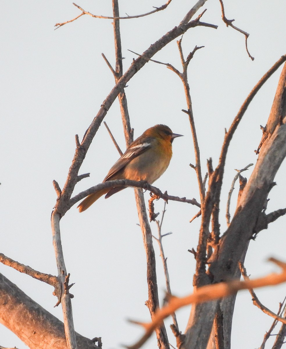 Black-backed Oriole - ML647541086