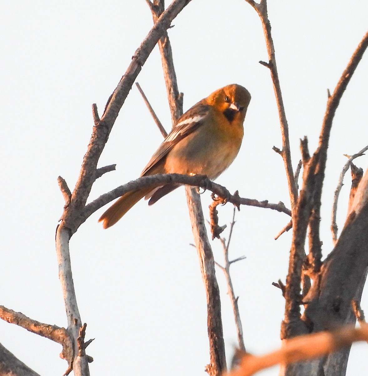 Black-backed Oriole - ML647541087