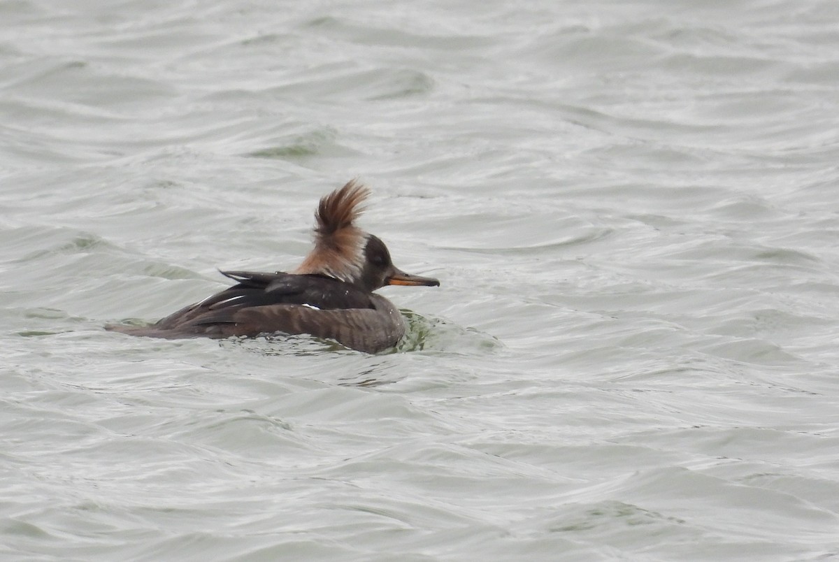 Zerra buruhandia - ML647541088