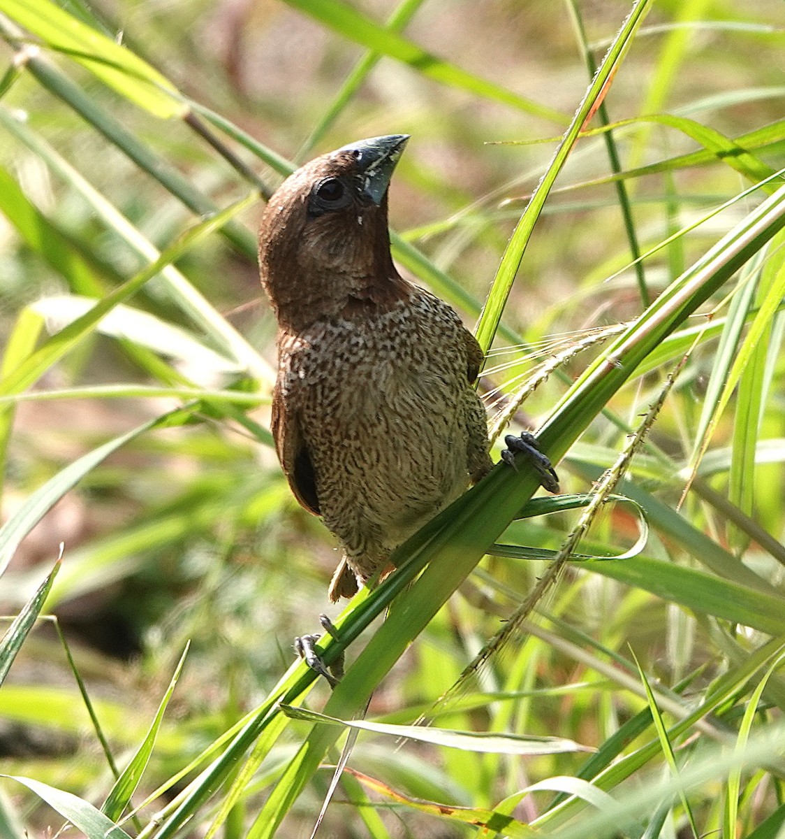 Scaly-breasted Munia - ML647541090