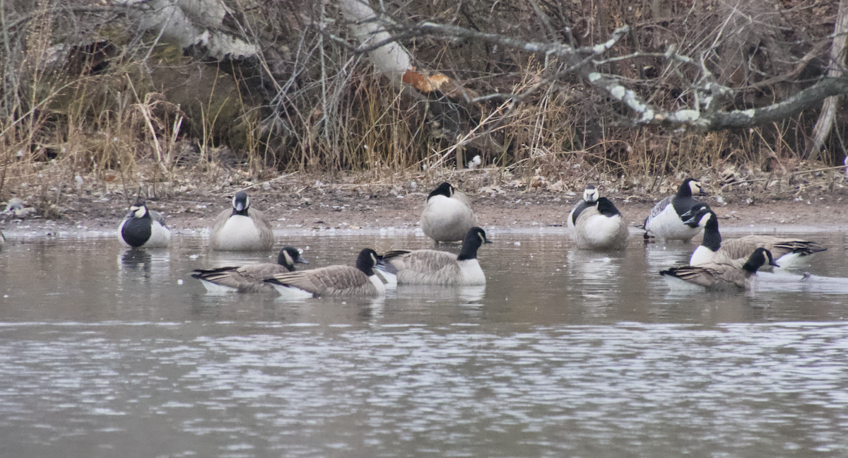 Branta musuzuria - ML647541091