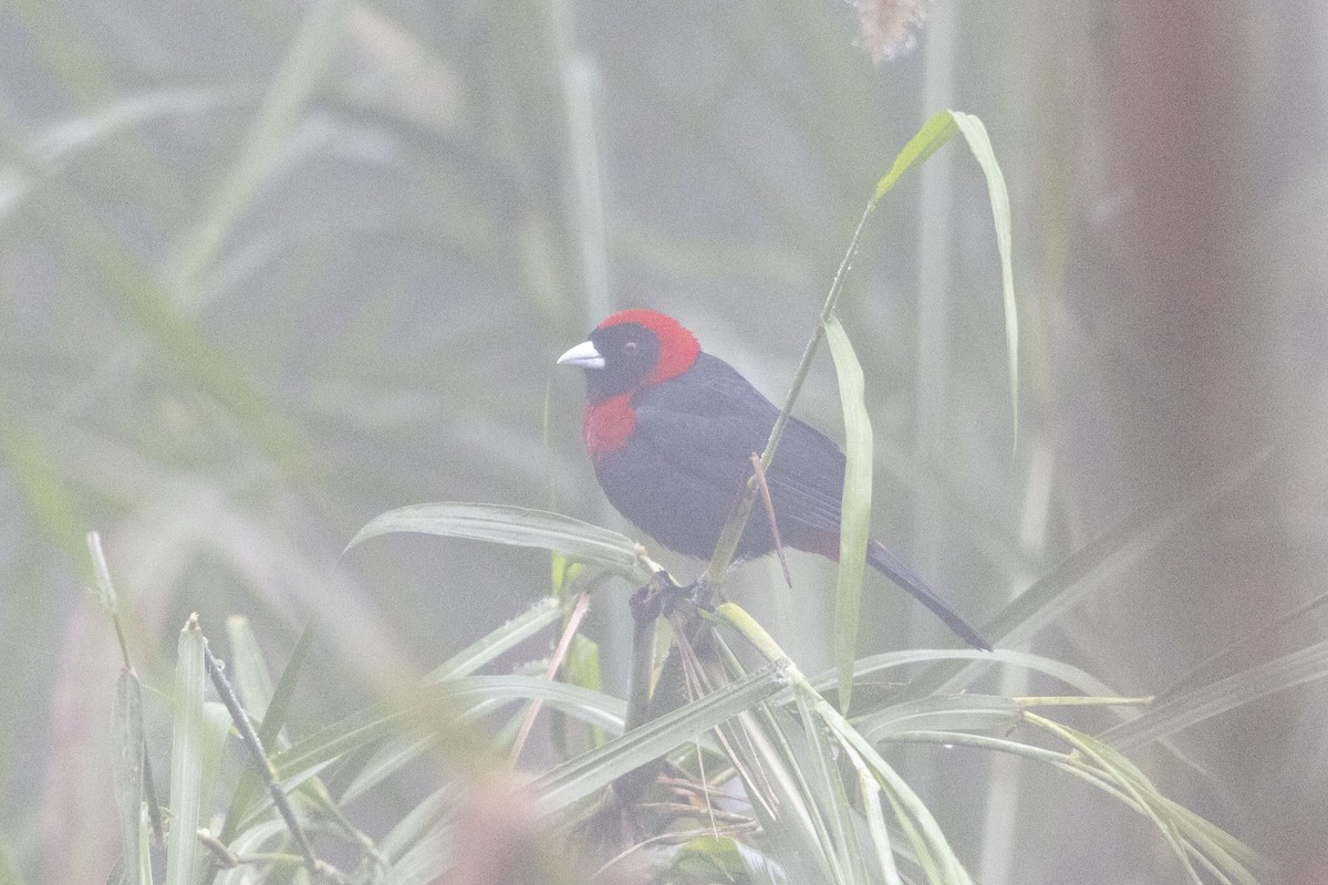 Tangara ceinturé - ML647541096