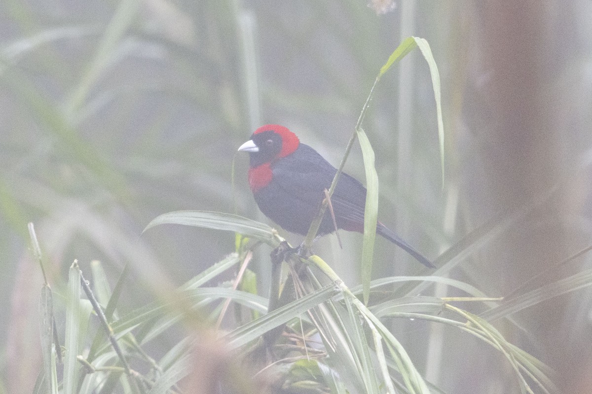 Tangara ceinturé - ML647541097