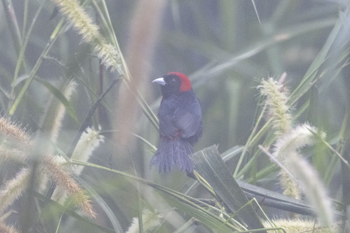 Tangara ceinturé - ML647541098