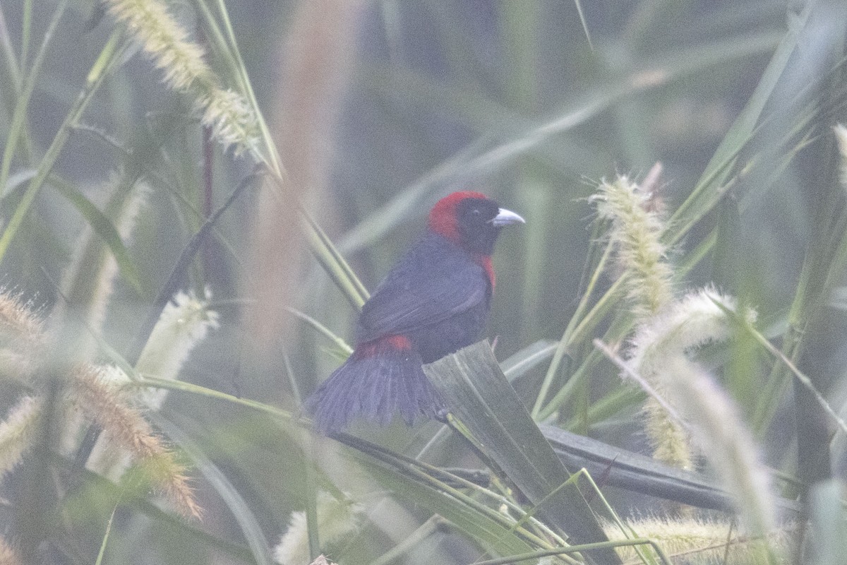 Tangara ceinturé - ML647541099