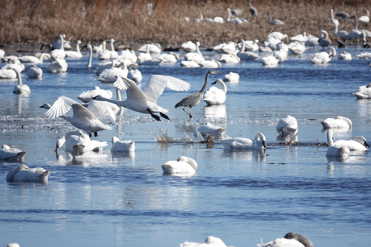 Koartza hauskara amerikarra - ML647541102