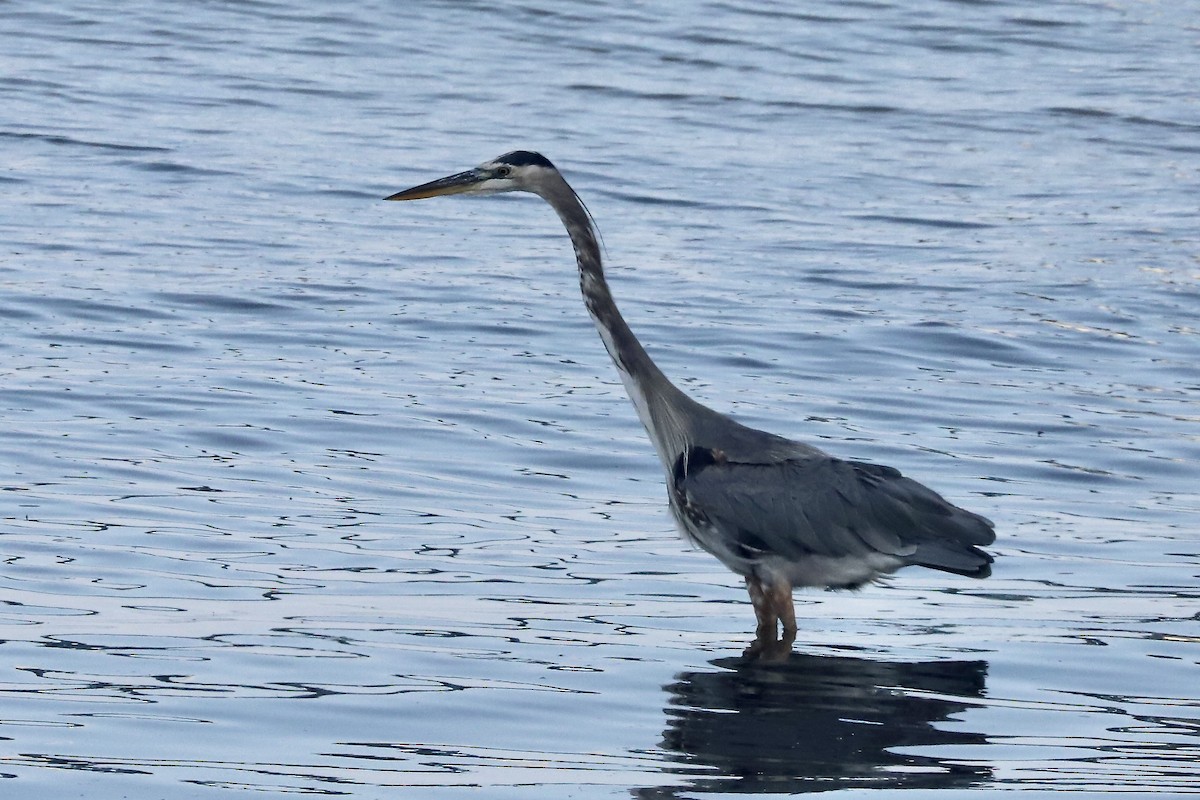 Koartza hauskara amerikarra - ML647541103