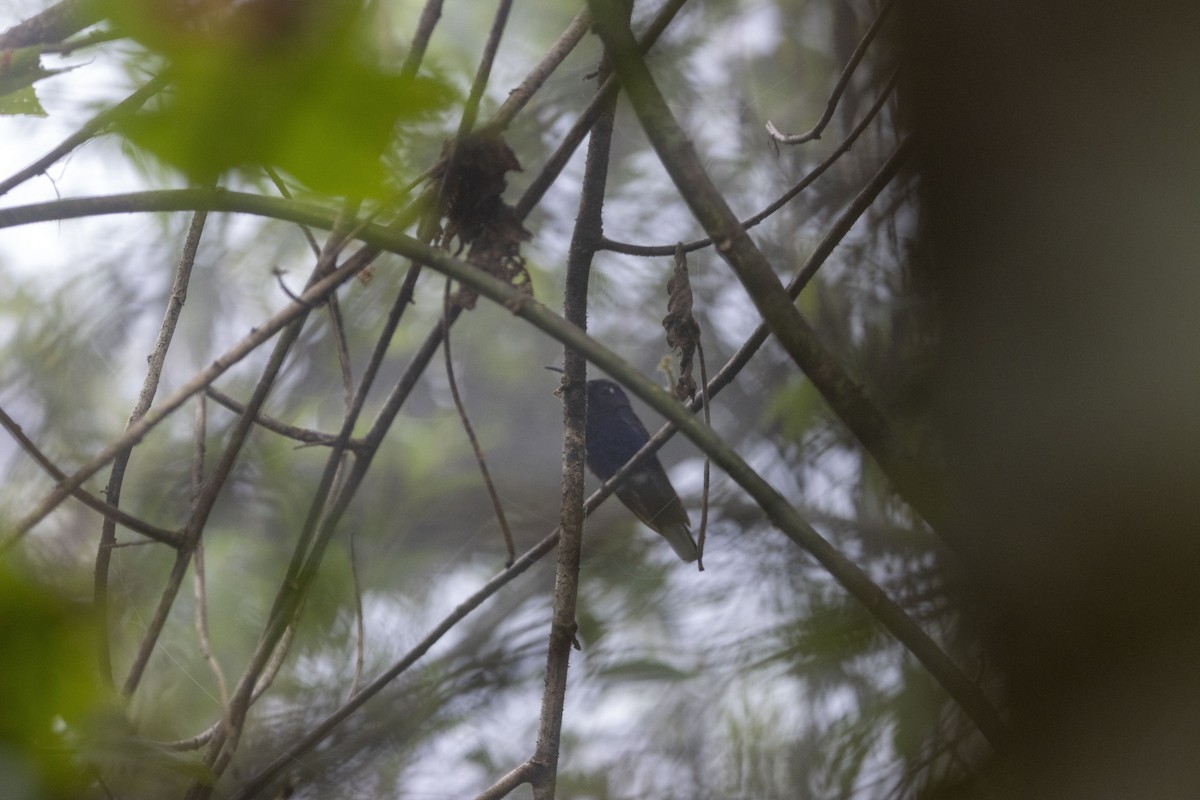 Violettdegenflügel - ML647541105