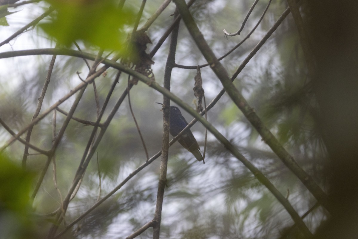 Violettdegenflügel - ML647541106