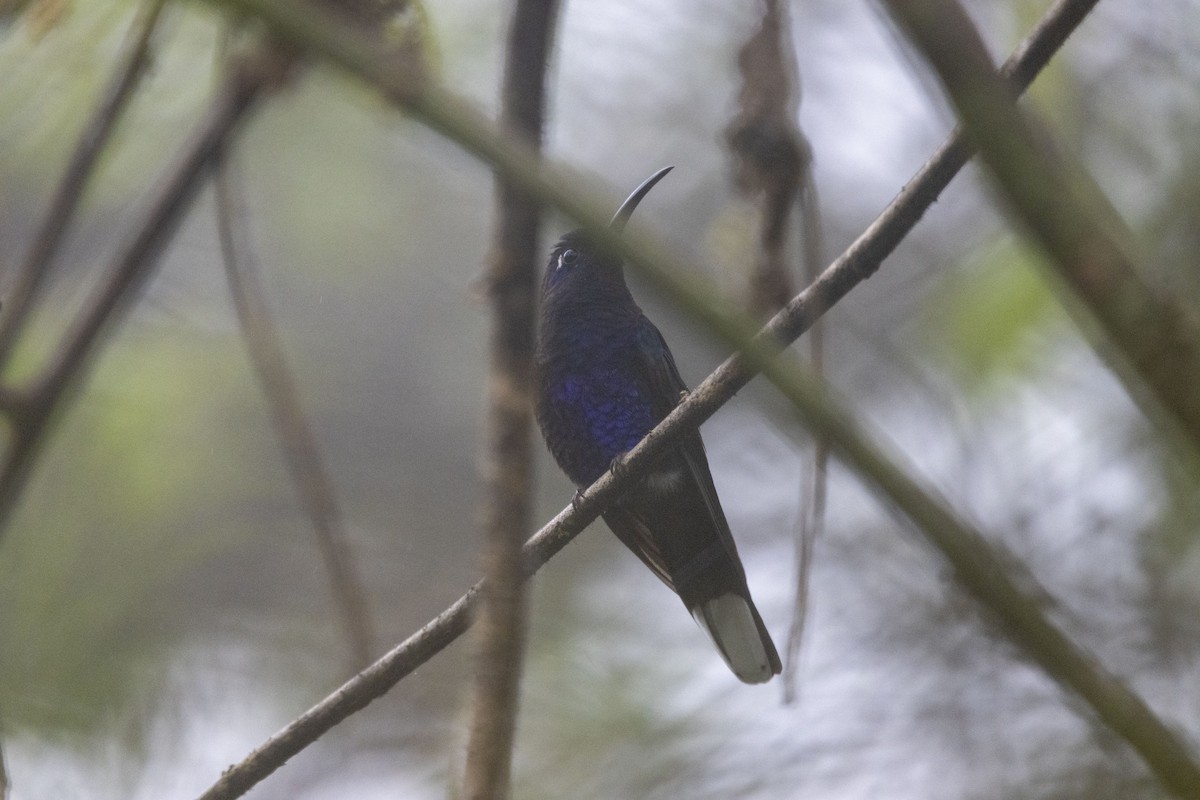 Violettdegenflügel - ML647541107