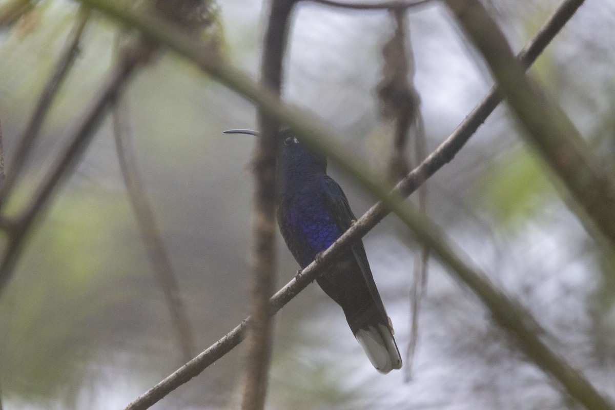 Violettdegenflügel - ML647541108