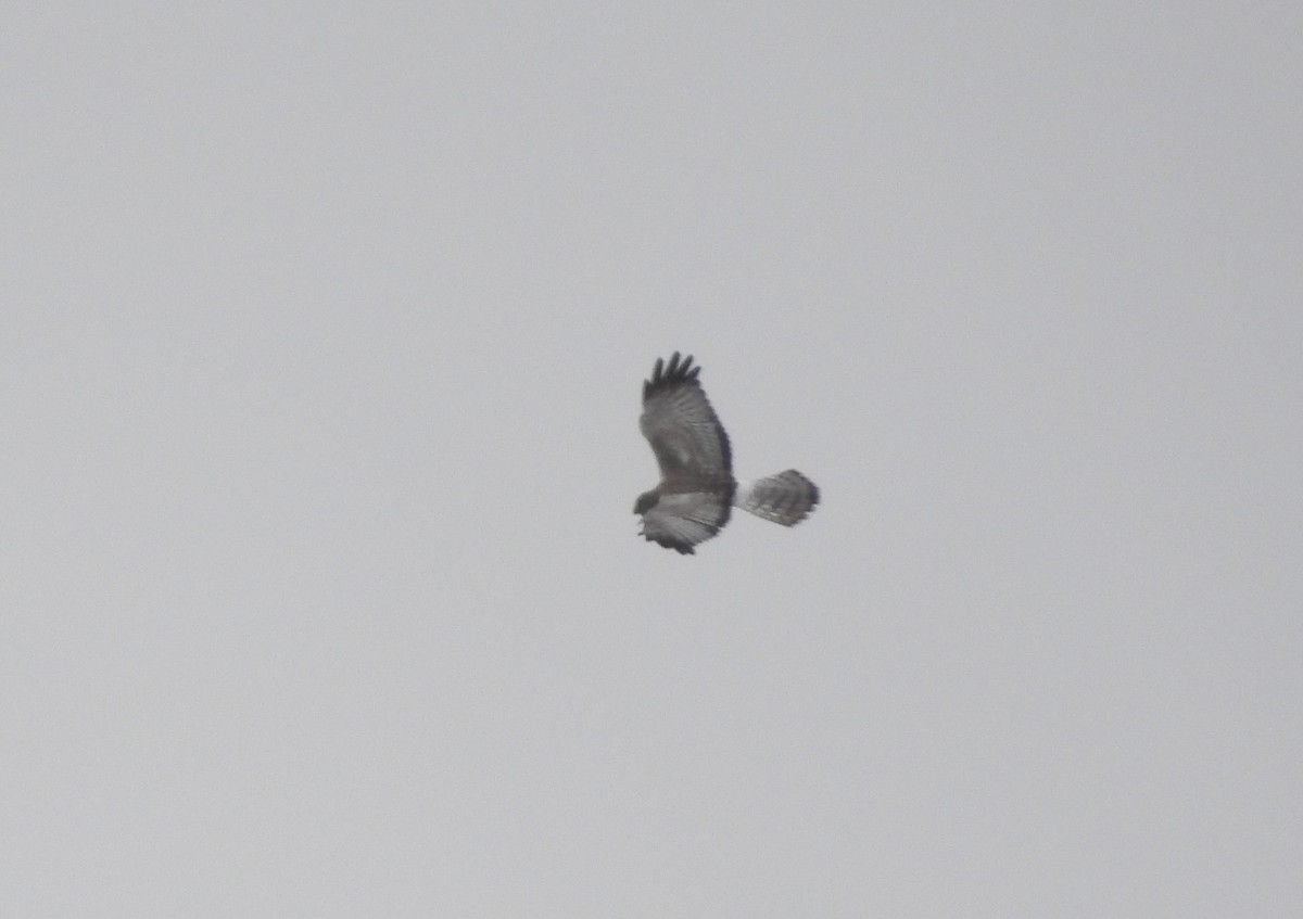Northern Harrier - ML647541109