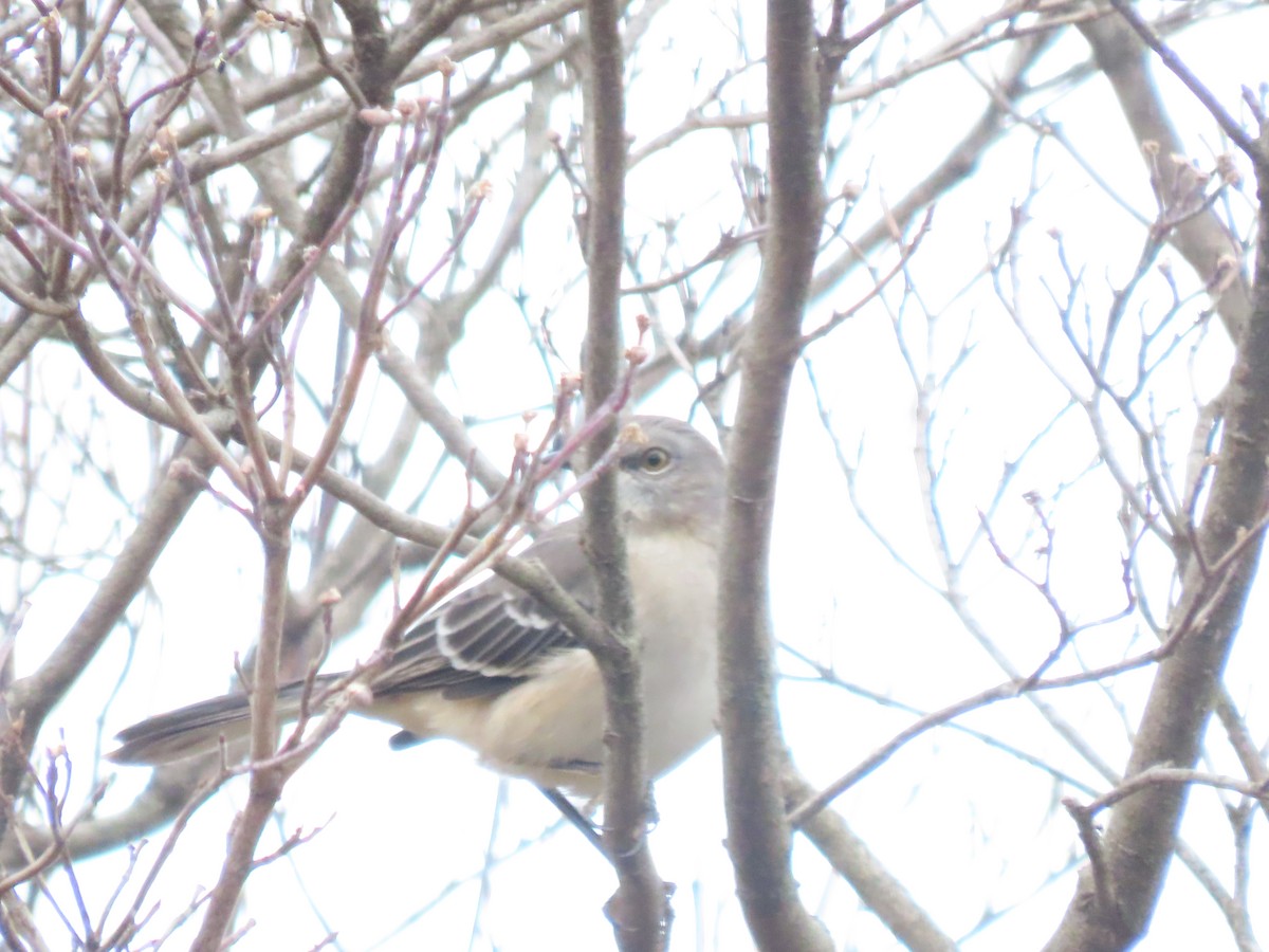 Northern Mockingbird - ML647541111