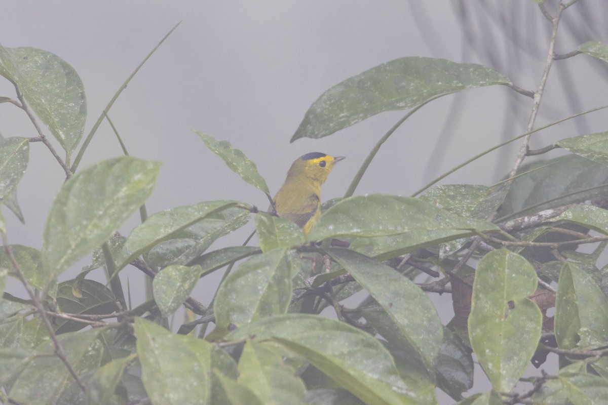 Mönchswaldsänger - ML647541112