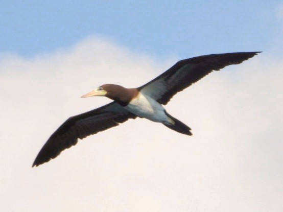 Cocos Booby - ML647541120