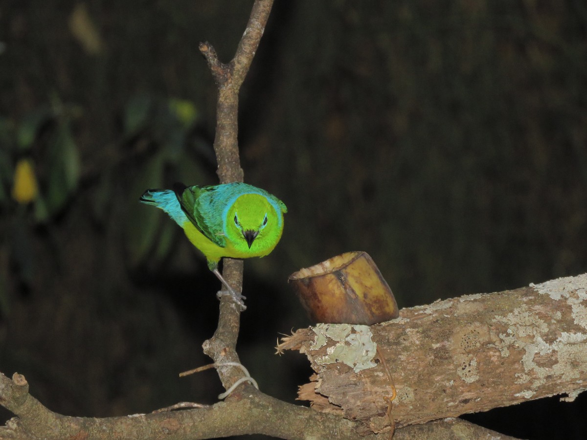 Blue-naped Chlorophonia - ML647541122