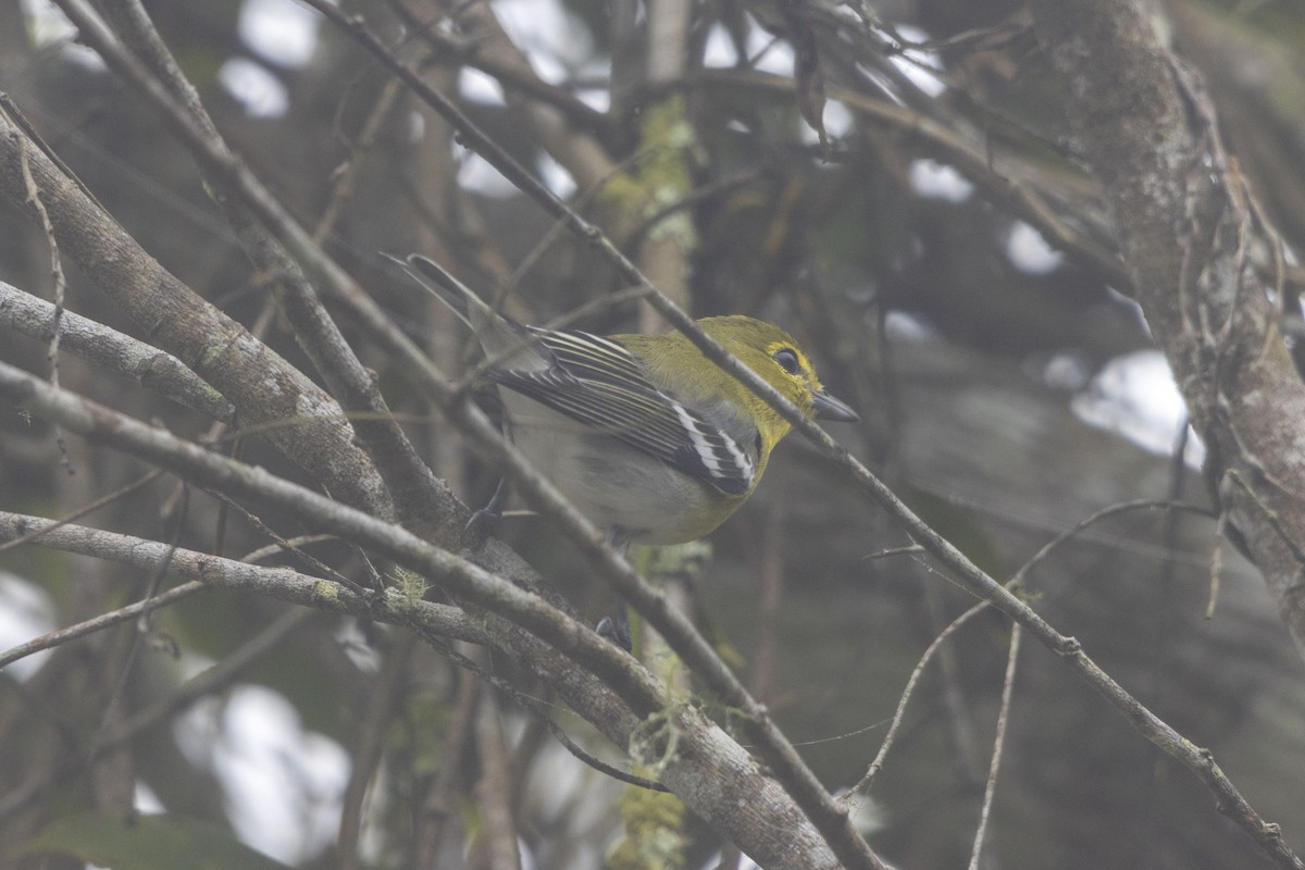 Gelbkehlvireo - ML647541126