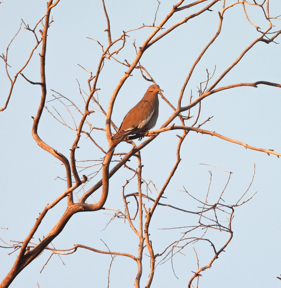 White-winged Dove - ML647541128