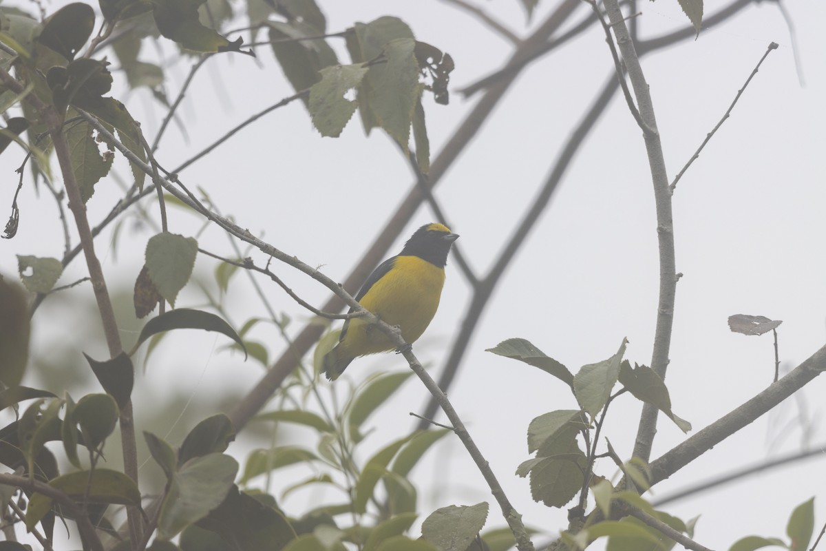 Scrub Euphonia - ML647541129