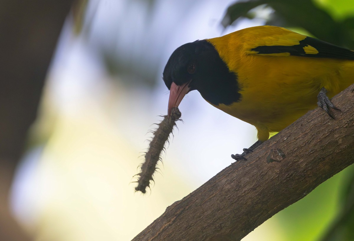 Black-hooded Oriole - ML647541130