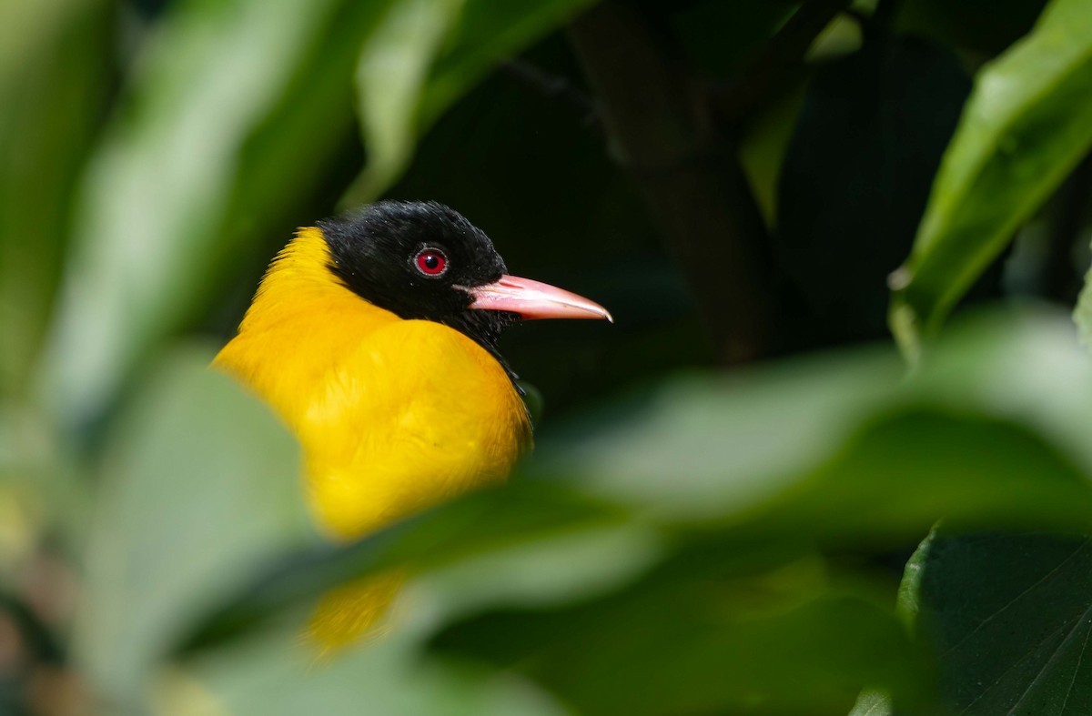 Black-hooded Oriole - ML647541132