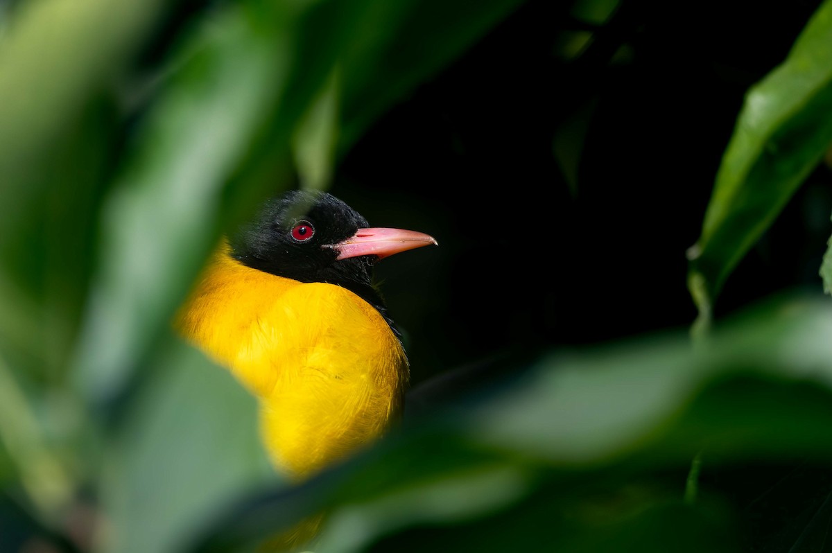 Black-hooded Oriole - ML647541133
