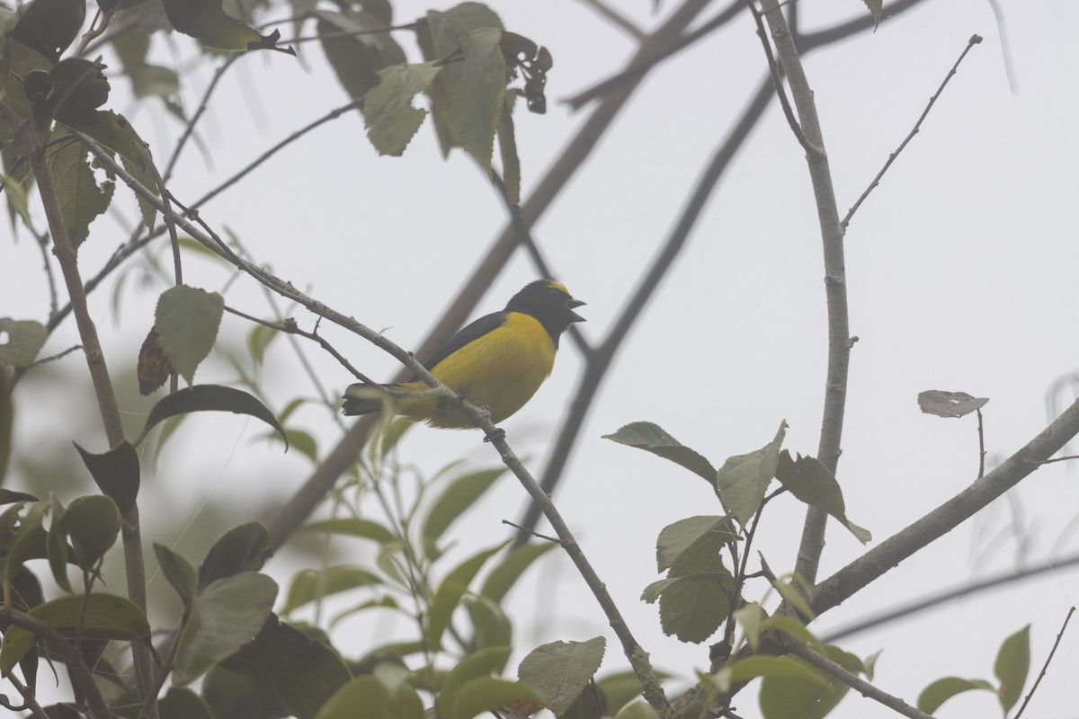 Scrub Euphonia - ML647541134