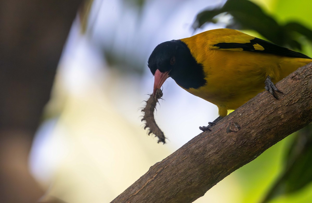 Black-hooded Oriole - ML647541135