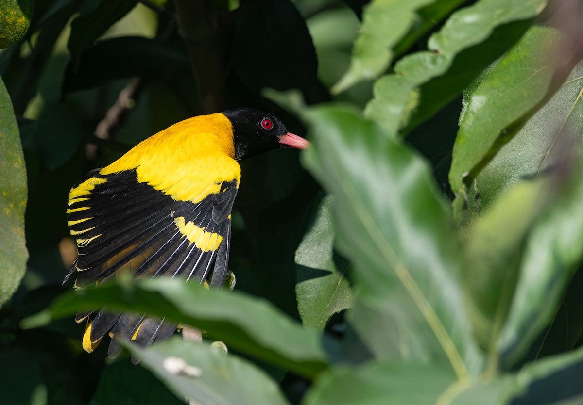 Black-hooded Oriole - ML647541136