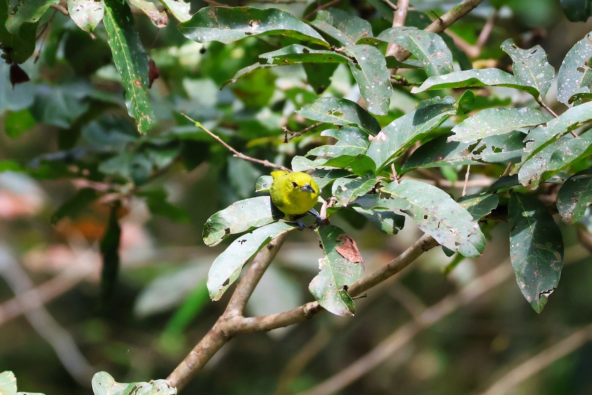 Great Iora - ML647541137