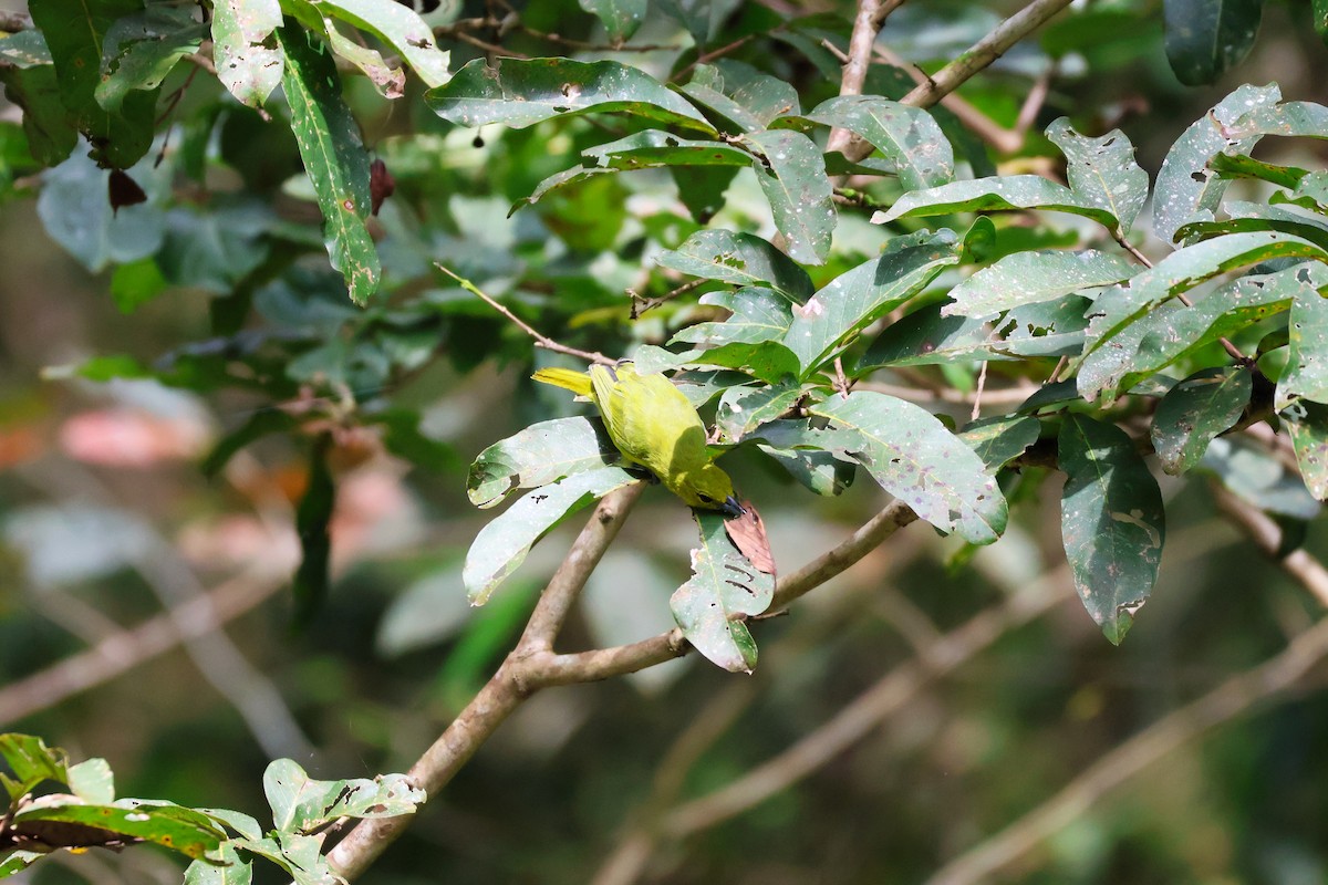 Great Iora - ML647541138