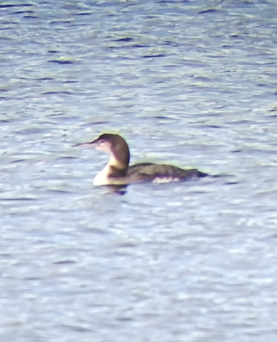 Common Loon - ML647541139