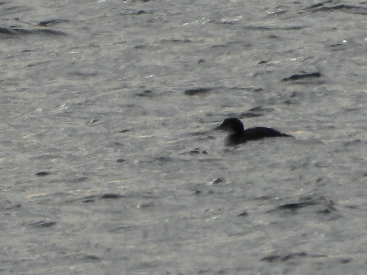 Common Loon - ML647541141