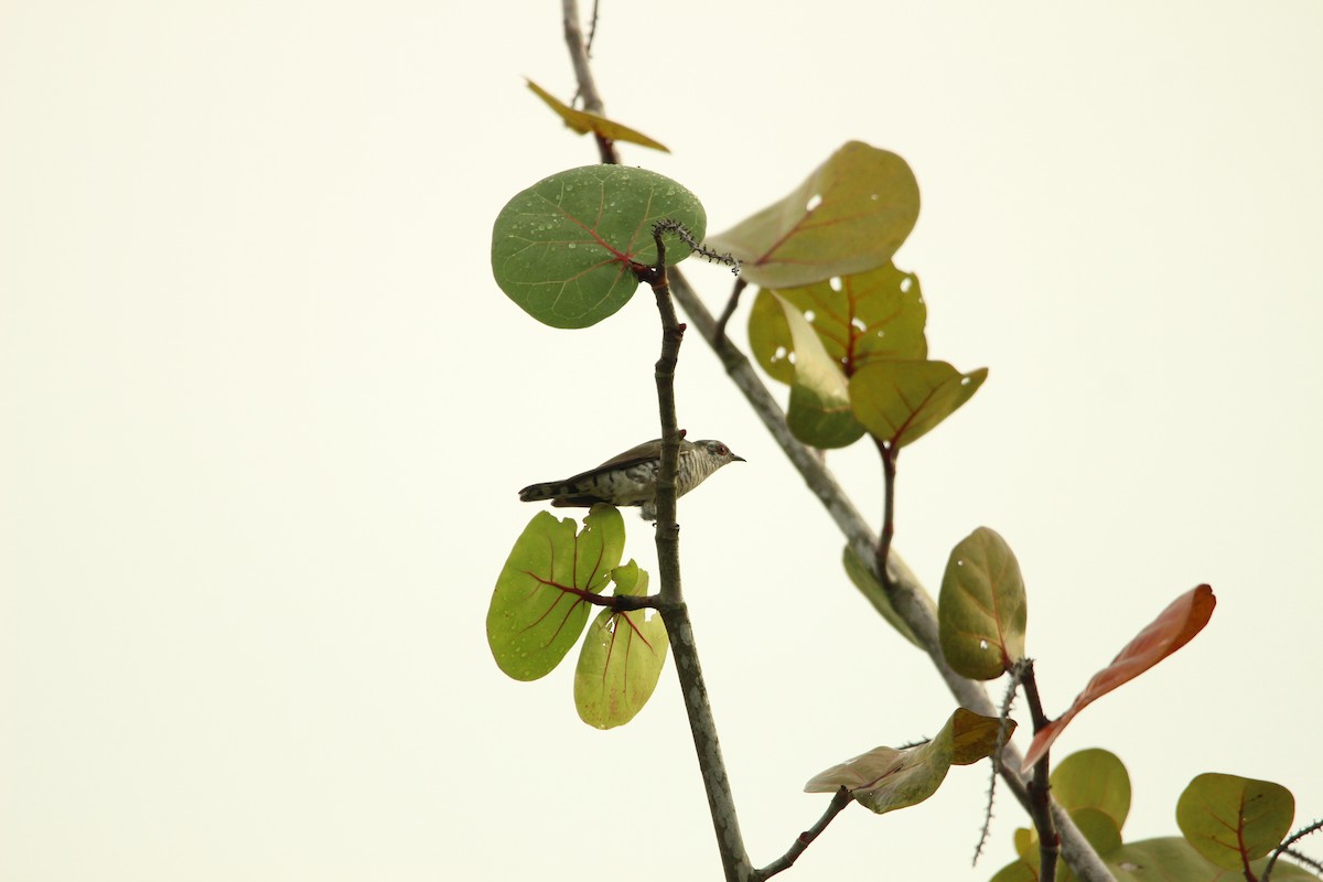 Little Bronze-Cuckoo - ML647541142