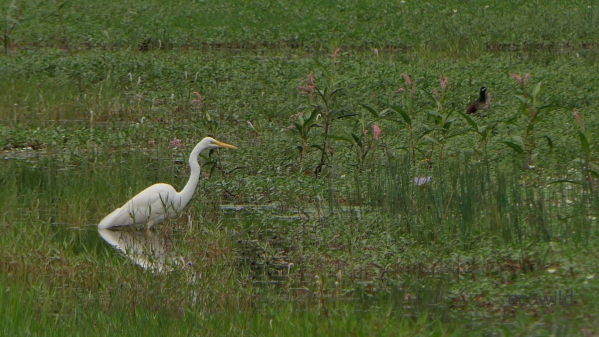 大白鷺 - ML647541144