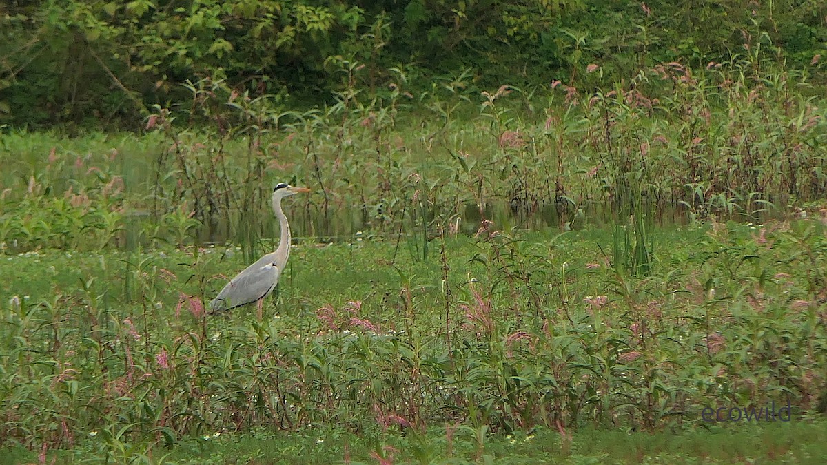 蒼鷺 - ML647541145