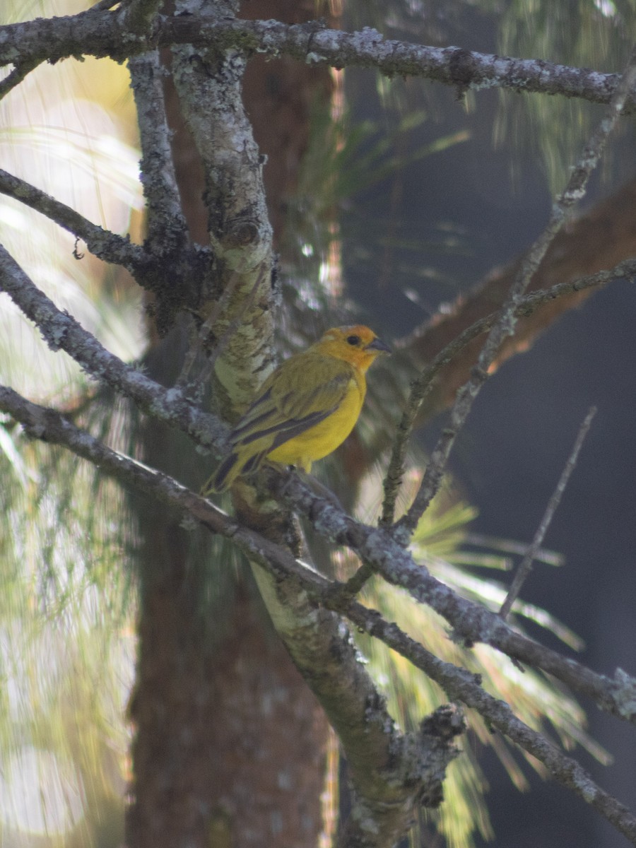 橙黃雀鵐 - ML647541149